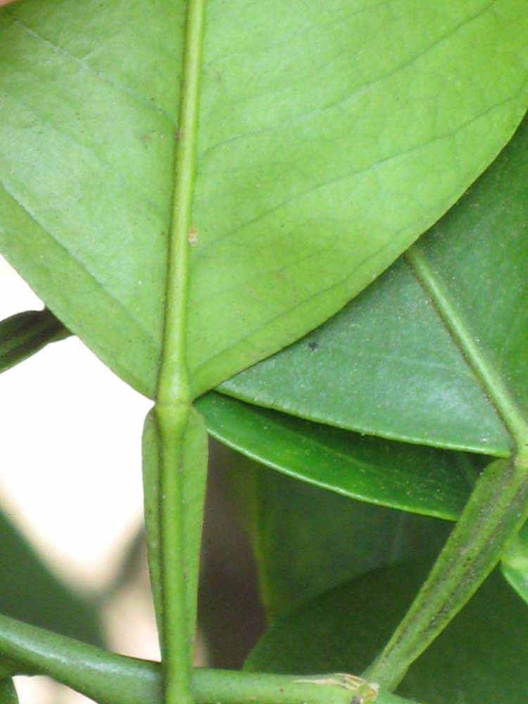              Petiole (Riverside, CA)       